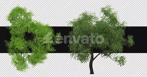 Animated Green Trees with Swaying Leaves and Alpha Channel