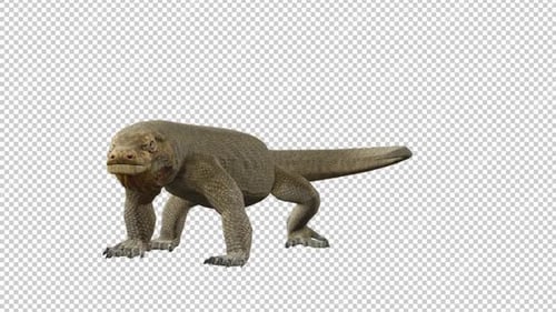 Boucle de vue gauche de Komodo Dragons Tail Attack