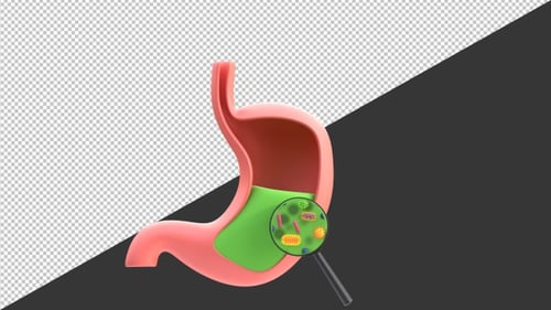 3D Anatomy Bacterial Stomach | Alpha Channel