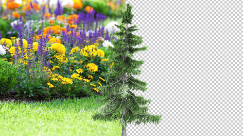 Alaska Cedar Tree Transparent Background