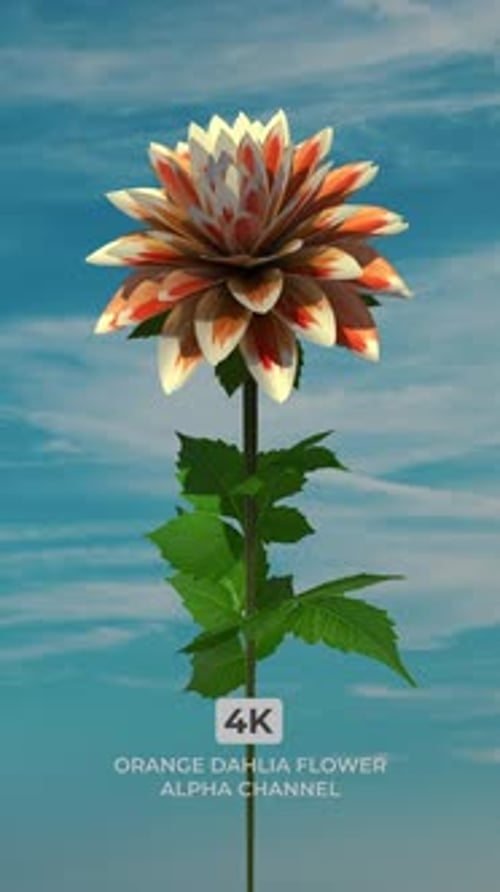 Elegant Dahlia Flower Blooming with Vibrant Orange and White Petals on Transparent Background