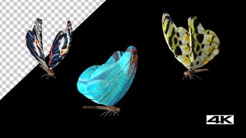 Butterflies Flying 02_4k