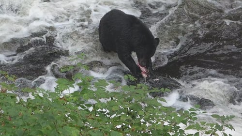 Brown bear fishing on river. Grizzly bear eating salmon fish. Katmai National Park. Wild animals.