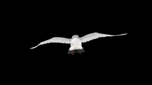 Seagull Bird - Eurasian Mediterranean Black Headed - Flying Loop - Back View CU - Alpha Channel