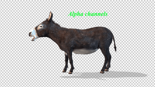 Ass Calling Idle Alpha Channel