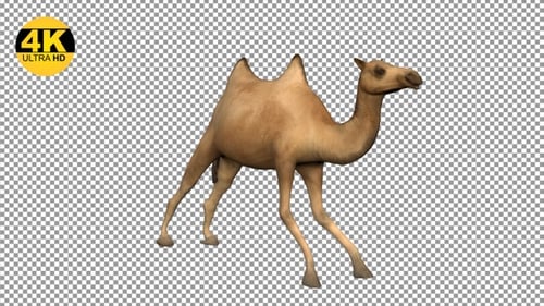 Camel Running Fast Angled
