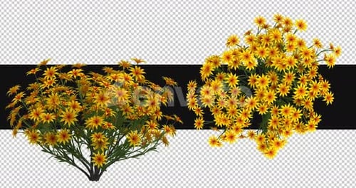 Pack Of 2 Tagetes Moving In The Wind On Alpha Loop