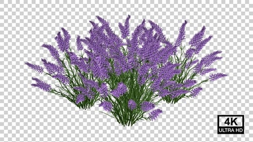 Animated Growing Lavender Plant with Alpha Channel