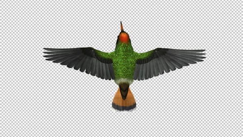Tropischer Kolibri — getuftete Kokette — getuftete Kokette — Flying Loop — Ansicht von oben — Alphakanal