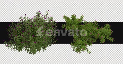 Pack Of 2 Cassie Plant With Flowers On Alpha Loop