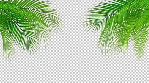 Palm Leaves Alpha Channel 1080p