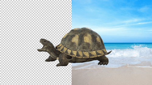 Realistic 3D Animated Tortoise Walking Loop