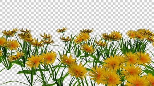 Dandelion Yellow Flowers Field