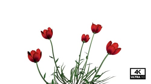 Animated Red Tulips and Green Grass