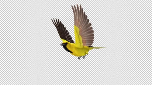Yellow Oriole - Tropical Bird - Flying Loop - Side Angle View CU - Apha Channel