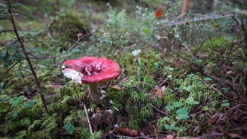 Red mushroom russula in a summer forest