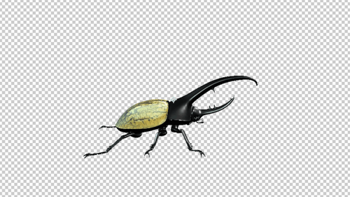 Hercule Beetle Idle