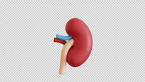 Kidney 3 D Animation 1