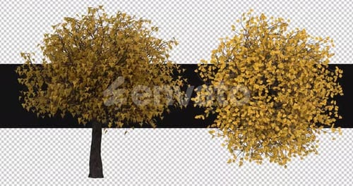 Pack Of 2 Catalpa Trees Moving In The Wind On Alpha
