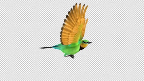 African Bird - Bee Eater - Flying Loop - Side View - Alpha Channel