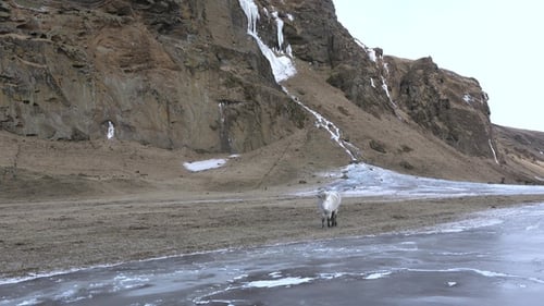 Icelandic horse standing on field in nature landscape with mountains. Endemic rural animals graze.