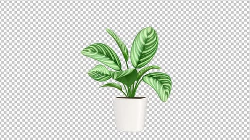 Pot Plant Animation V6
