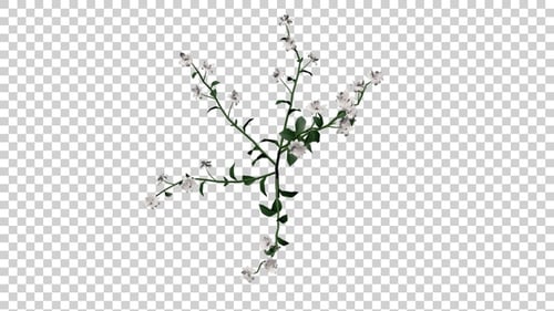Delicate Animated White Flower Branch with Alpha