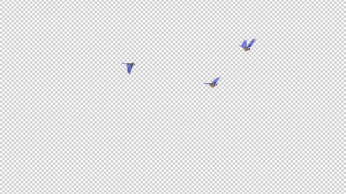Blue Titmouse - Three Birds - Flying Around - Transparent Loop