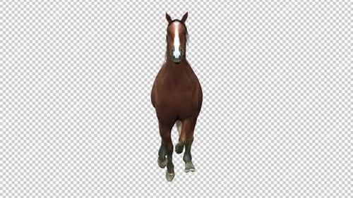 Horse Run Front View Loop