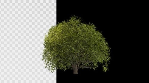 Animated Deciduous Tree with Swaying Leaves on Alpha Channel