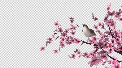 Singing Nightingale Bird on Blooming Cherry Tree - Transparent Loop - I - Side Angle View MS