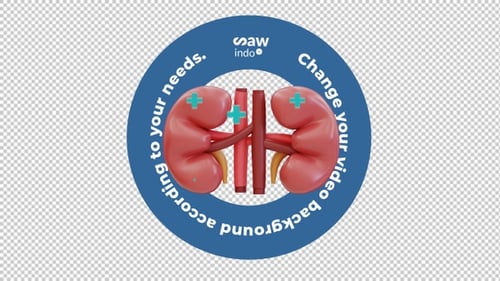 3d Animation Healty Kidney - Transparent Background Loop
