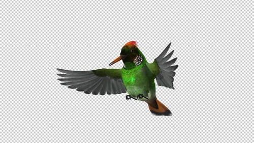 Tropischer Kolibri — getuftete Kokette — Futterschlaufe — Vorderwinkel — Alphakanal