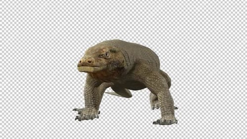 Boucle de vue avant du Komodo Dragons Idle 2