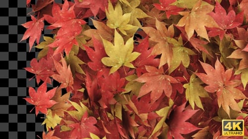 Falling Autumn Maple Leaves Transition