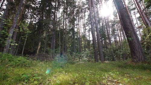 Pintoresco bosque de verano iluminado por el sol, vista desde abajo