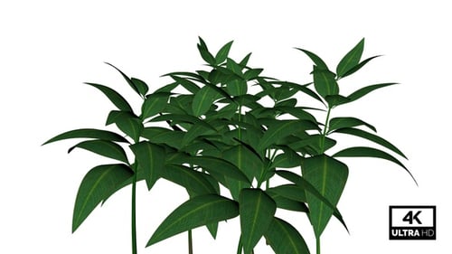 Animated Green Leaves Swaying with Alpha Channel