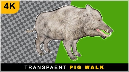 Glattes, von rechts nach links laufendes Wildschwein auf transparentem Hintergrund