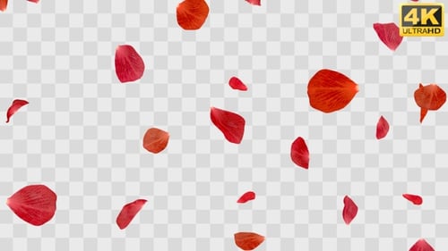 Fallende Rosen-Overlays