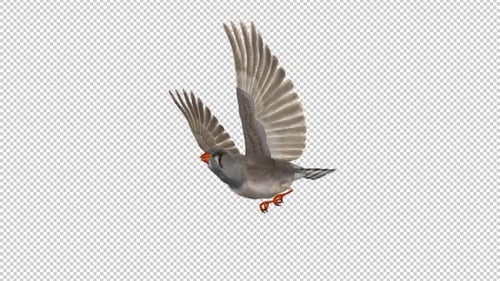 Zebra Finch Bird - Flying Loop - Side Angle View CU