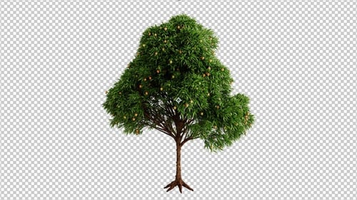 Mango Tree