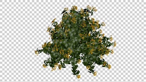 Rotating Green Bush with Yellow Flowers Animation