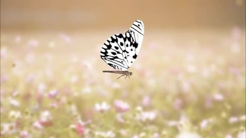 Graceful White Butterfly Flying with Alpha Channel
