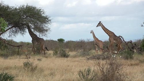 A family of giraffes in Africa. African savanna of wildlife reservation. Safari in Africa.