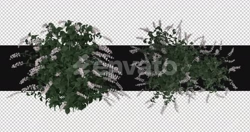 Pack Of 2 Alpine Moving In The Wind On Alpha Loop