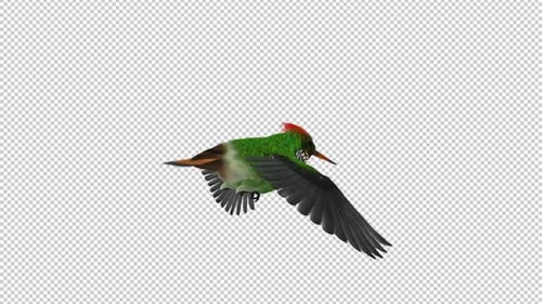 Colibri tropical - Coquette capitonnée - Boucle volante - Angle arrière - Canal Alpha