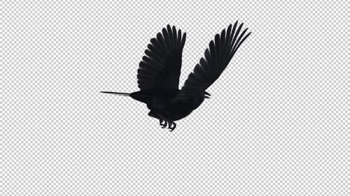 American Crow - Black Bird - Flying Loop - Back Angle View - Alpha Channel