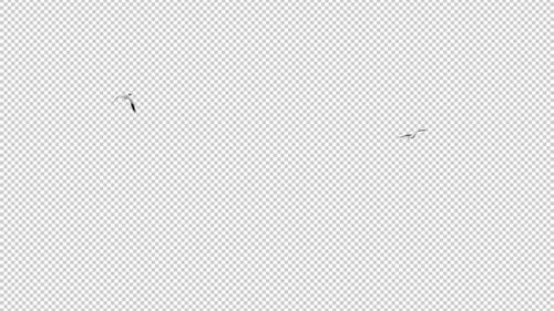 2 North American Seagull Birds - Flying Around Loop - Alpha Channel