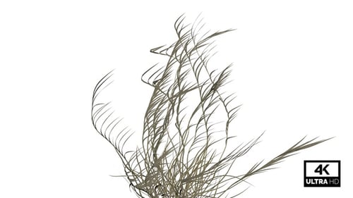 Wildes Gras Loop 4K Alpha nahtlos
