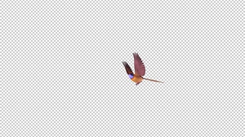 Colorful Australian Bird - Wren Mallee Emu - Flying Over Screen II - 4K - Alpha Channel